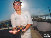 Proyecto de reintroducción de la tortuga boba en el puerto de Morro Jable